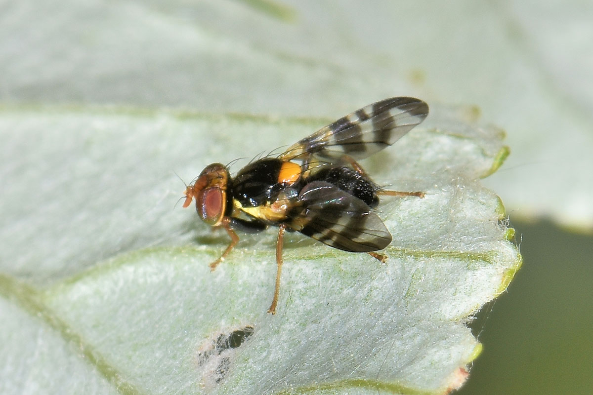 Mosca delle ciliegie?  Sì,  Rhagoletis cerasi (Tephritidae)